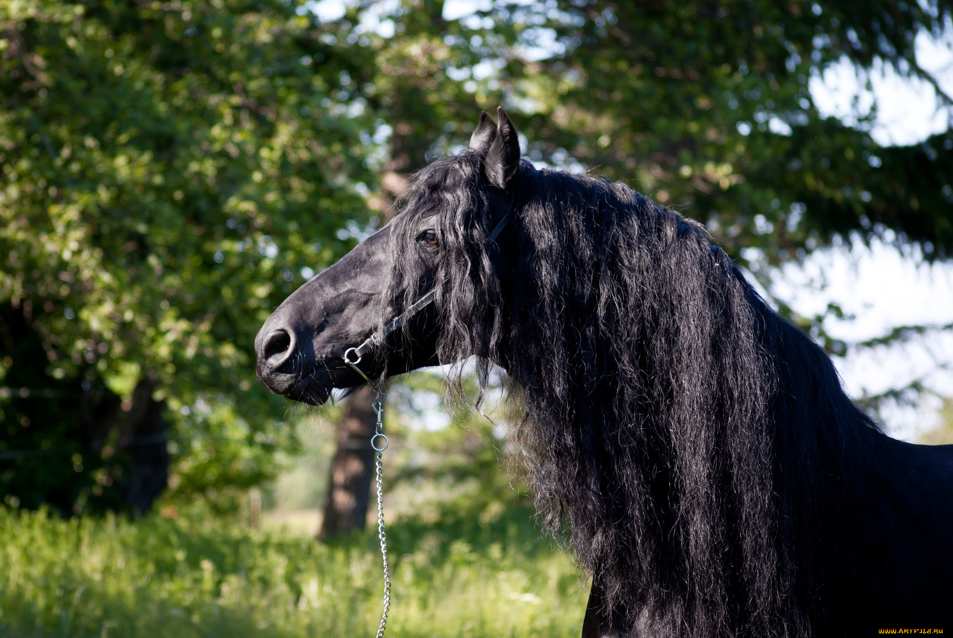 Конь с черной гривой. Черная Вороная лошадь. Фризская Вороная. Вороная Фризская лошадь. Фризская лошадь грива.